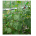 Сетка огуречная шпалерная 1,7м х 10 м зеленая, ячейки 18 х 13 с ультрафиолетовым стабилизатором